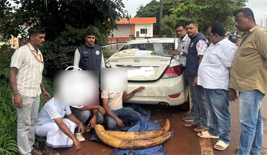 ivory trade racket